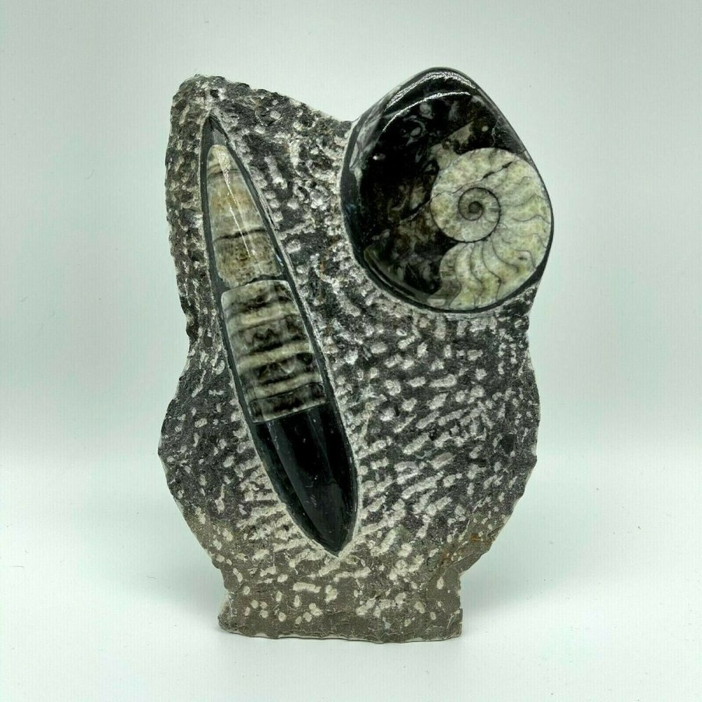 Ammonite Goniatite & Orthoceras in Rock Free Stand